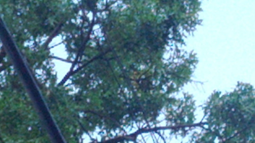 a squirrel in a tree